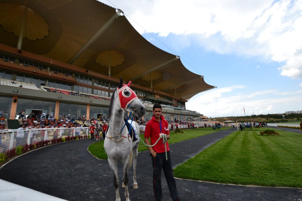 アンカラ競馬場のパドックの芦毛馬と厩務員