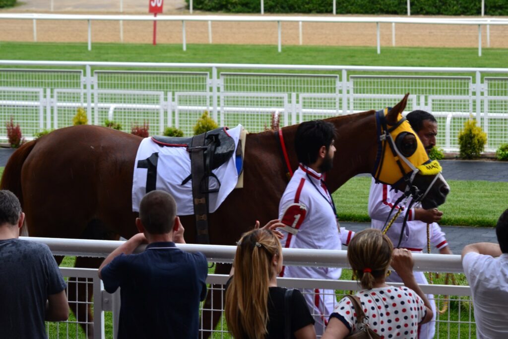 パドックの1番人気馬