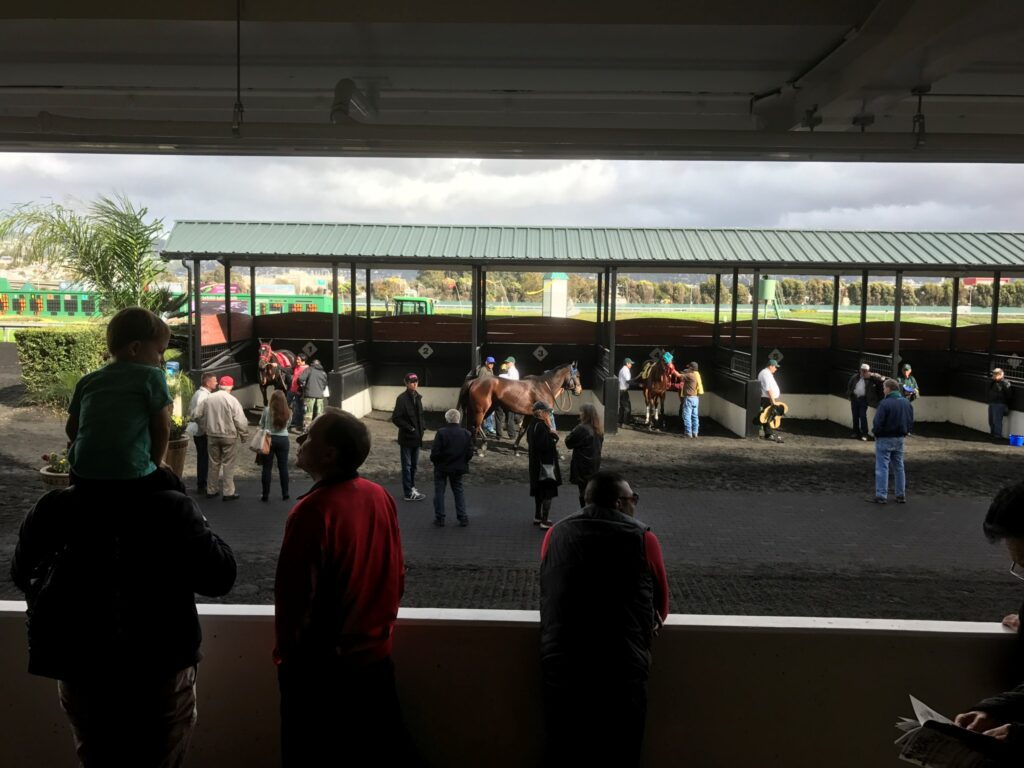 目の前を歩くゴールデンゲートフィールズのパドックの馬