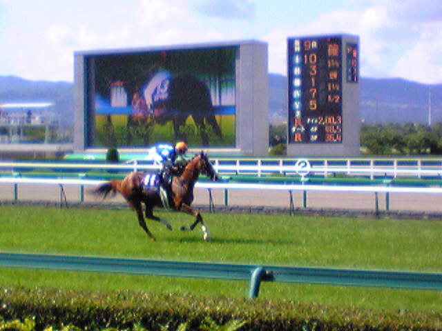 2009年宝塚記念の日、阪神競馬場の芝コースを駆ける馬(ガラケー撮影)