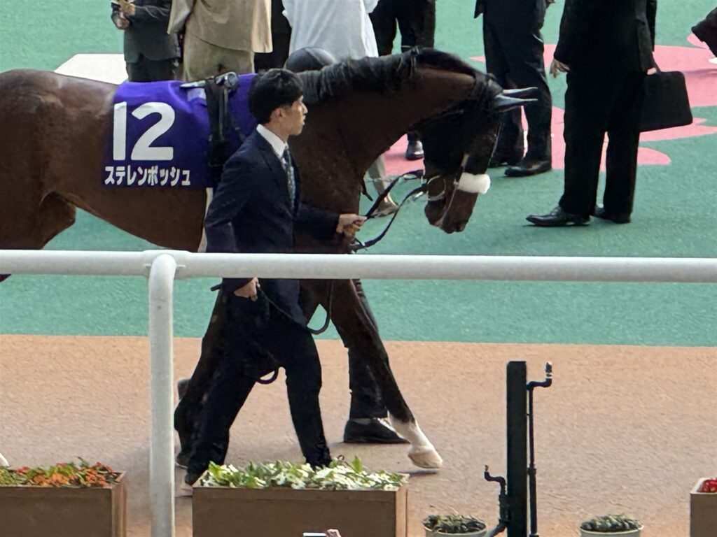 大阪杯のパドックを周回するステレンボッシュ