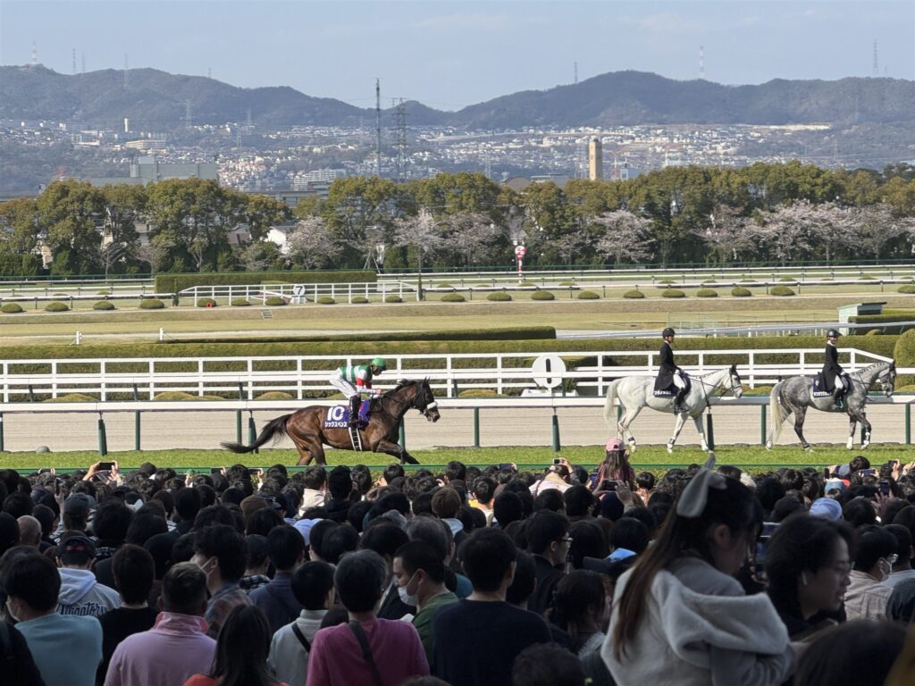 桜並木を背に本馬場入場する出走馬と芦毛の誘導馬
