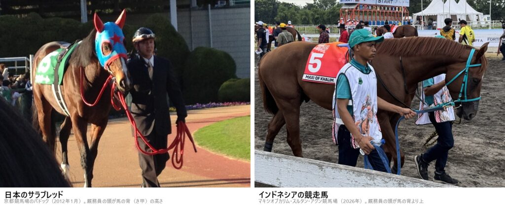 左:京都競馬場のパドックで厘務員に引かれる日本のサラブレッド、右:スルタン・アグン競馬場で厘務員に引かれるインドネシアの競走馬マキシオブカリム。人と比べると日本の馬の大きさが分かる