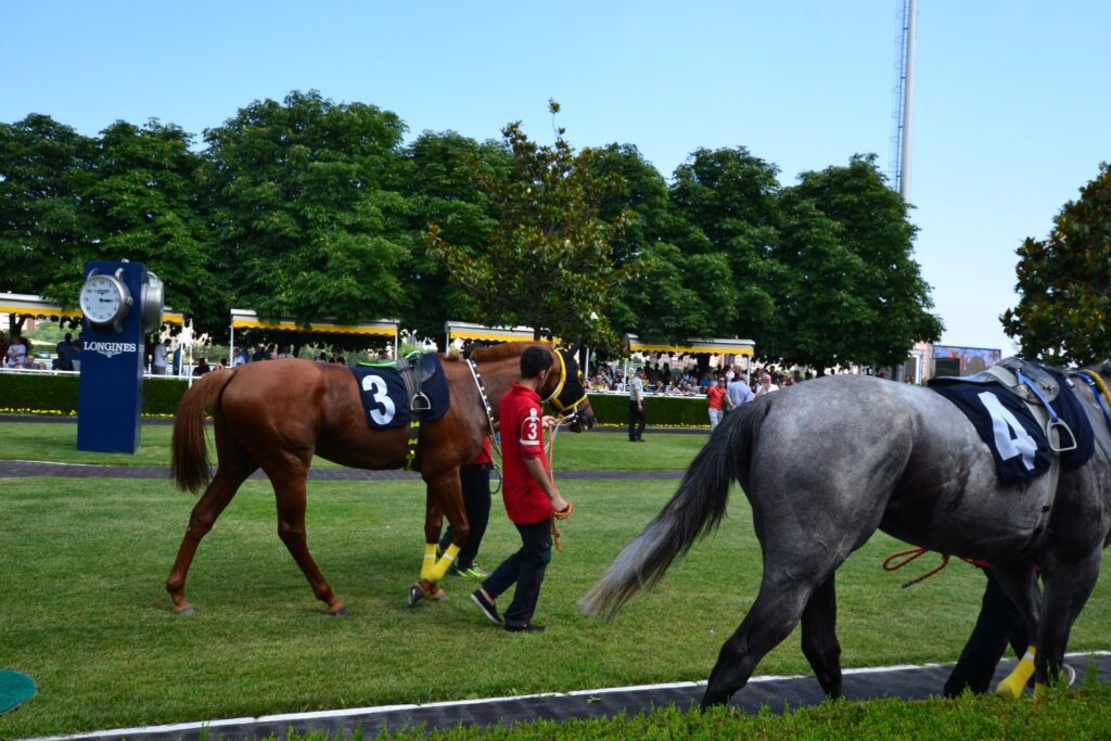 ヴェリエフェンディ競馬場のパドック