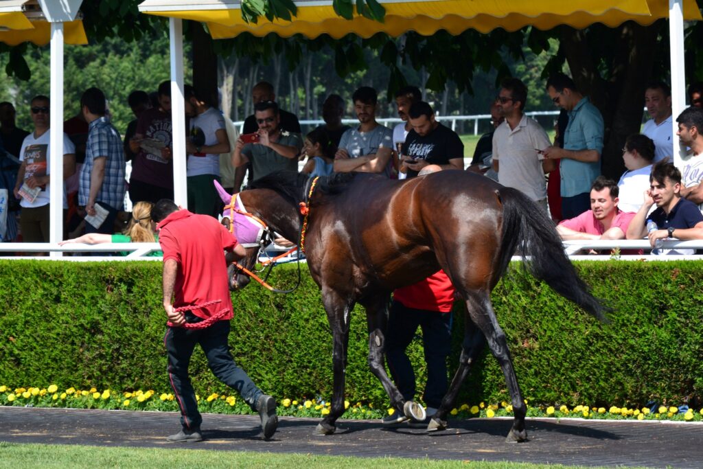 レース後にパドックを周回する馬