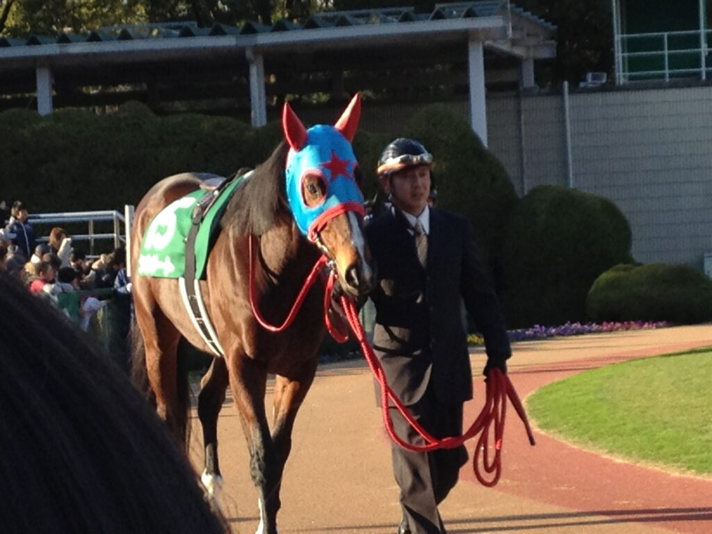 2012年京都金杯、パドックを周回するメンコをつけた馬
