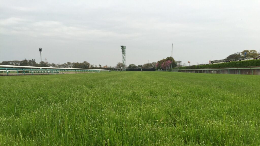 中山競馬場の4コーナー付近の芝