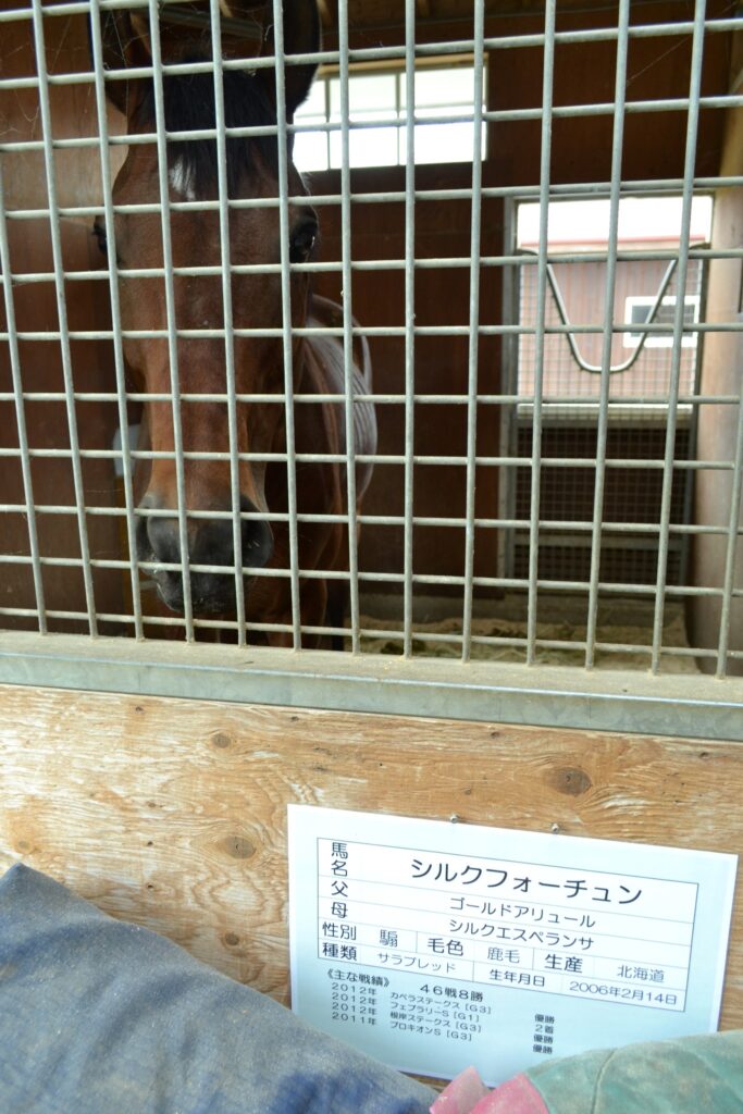 馬房から顔を出すシルクフォーチュン