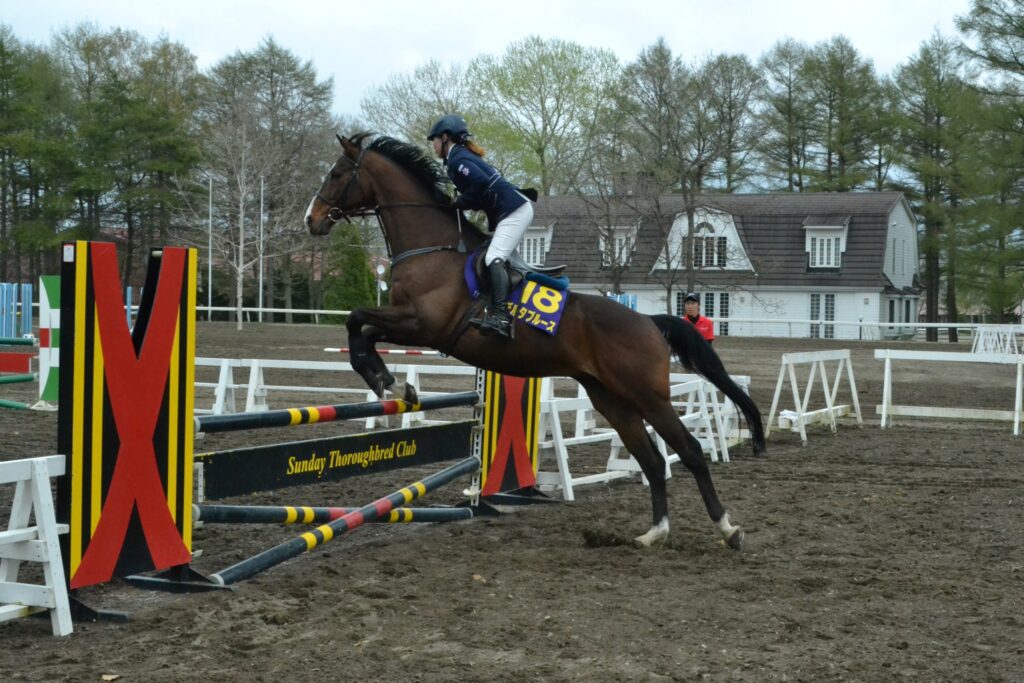 馬術ショーで障害を飛越するデルタブルース