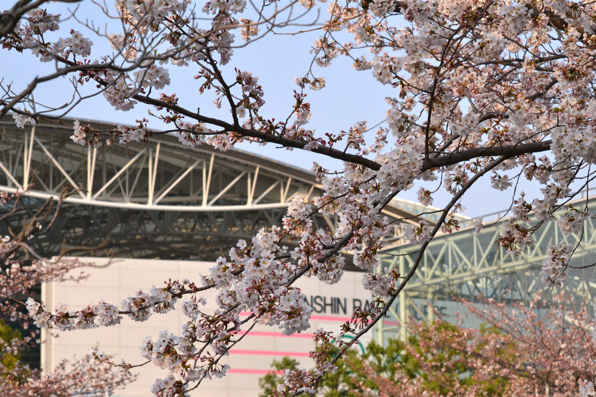 桜の枝越しに見る阪神競馬場のスタンド（2012年桜花賞）