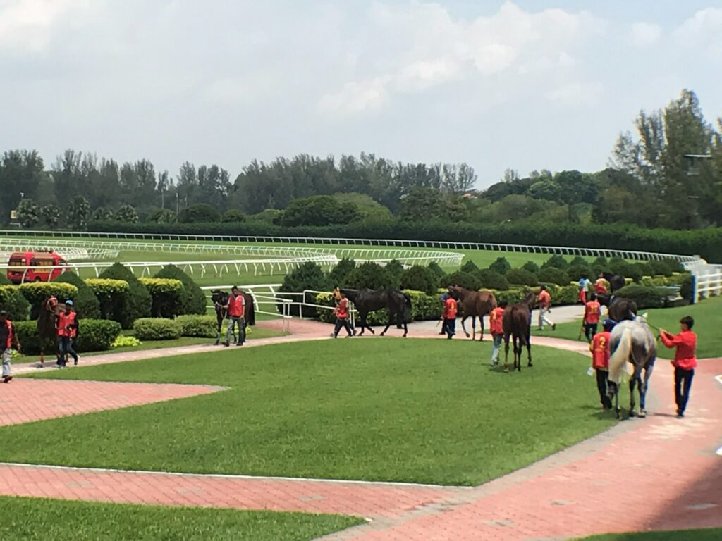 セランゴール競馬場のパドックから本馬場へ向かう馬