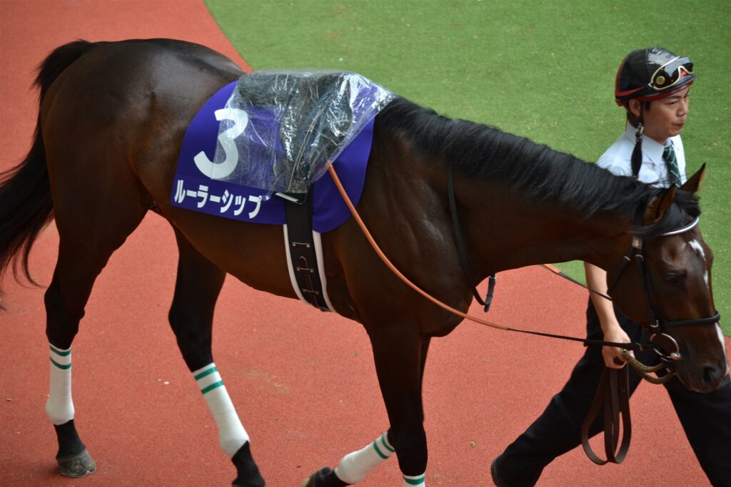 2011年宝塚記念のパドックを周回する3番ルーラーシップ